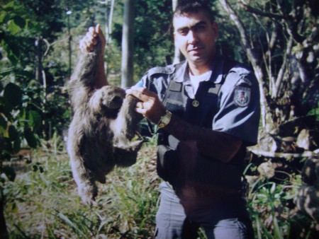 Eu Archimedes Santos, segurando um Bicho Preguiça, o qual foi apreendido de um Infrator da lei 9.605/98 do art. 29, onde mantia esse animal da fauna silvestre brasileira em cativeiro